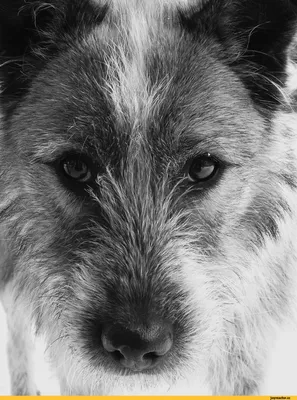 черно-белые портреты животных кошек, птиц, собак Фотограф Олег Кормашов |  Собаки, Черно-белое, Животные