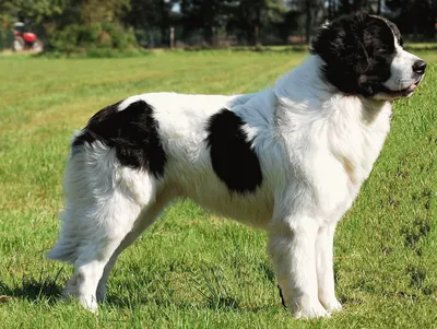 Черно-белые фотографии собак, которые запомнятся каждому | Собачий вестник  | Дзен
