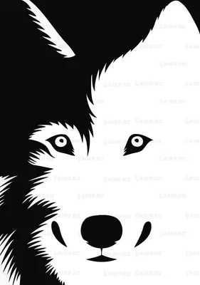 черно-белый :: собаке / смешные картинки и другие приколы: комиксы, гиф  анимация, видео, лучший интеллектуальный юмор.