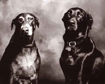 Черно-белое фото покинутой собаки Стоковое Фото - изображение насчитывающей  млекопитающее, головка: 67658688