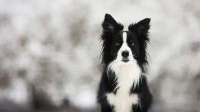 Скачать обои фон, чёрно-белое, щенки, собаки, background разрешение  1280x1024 #124465