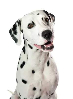 Съёмки💞 | Фото собак, Далматинец, Собаки