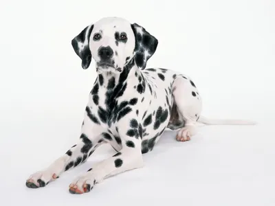 Дождевик 101 далматинец непромокаемый для собак с доставкой по Москве и  России в Интернет-магазине одежды для собак DogJoy.ru