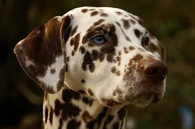 Далматинец: фото, щенки, характер, описание породы собак далматинец | Блог  зоомагазина Zootovary.com