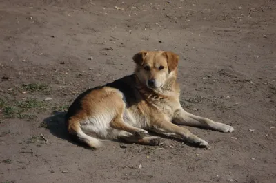 Без породы (дворняжка) - описание породы собак: характер, особенности  поведения, размер, отзывы и фото - Питомцы Mail.ru