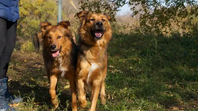 Беспородные собаки (Дворняжки) и Метисы - «Брали метиса немецкой овчарки, а  выросла дворняжка размером с кошку))» | отзывы
