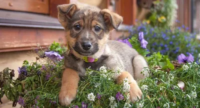 Топ семь породистых пород собак, которые очень похожи на дворняжек | Irish  wolfhound dogs, Wolfhound dog, Irish wolfhound