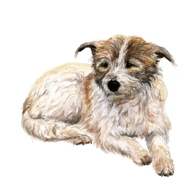 Дворняжки собака коричневая смешно, не правда ли? Стоковое Фото -  изображение насчитывающей цвет, смотреть: 184109774
