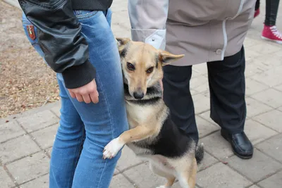 Кому нужна дворняжка. Как в Белгороде нашли хозяев для бездомных животных —  FONAR.TV