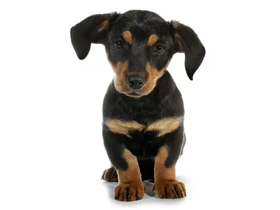 Без породы (дворняжка) - описание породы собак: характер, особенности  поведения, размер, отзывы и фото - Питомцы Mail.ru
