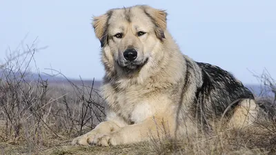 Картинки собак кавказцев фотографии