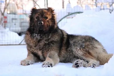 Кавказская овчарка: Прекрасный пёс, которого я себе никогда не возьму и не  посоветую другим | Пикабу