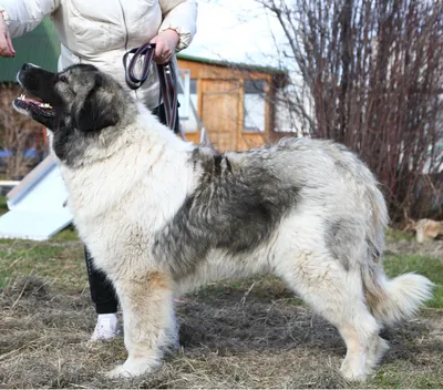 ЭТО МОЯ СОБАКА. Кавказская овчарка. Инструкция по применению.🐶Часть 1.  Начало. | Это моя история | Дзен