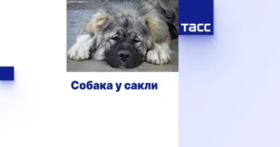 SOBAKI.PRO | Породы собак | Кавказская овчарка | Фото 16282