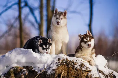 Сибирский хаски — описание породы собаки от А до Я