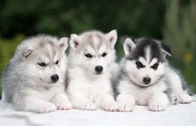 Фото Хаски щенки Собаки три животное