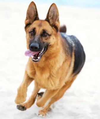 Немецкая Овчарка Собака Животное - Бесплатное фото на Pixabay - Pixabay