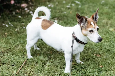 Джек-рассел-терьер: фото, описание породы, особенности | Royal Canin