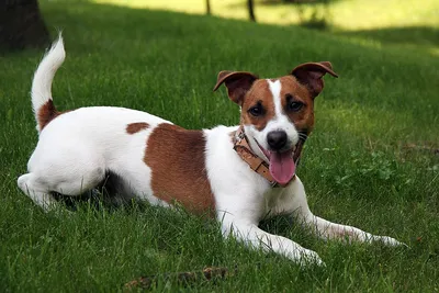 Джек Рассел терьер породы собак Стоковое Фото - изображение насчитывающей  собака, мило: 166732438