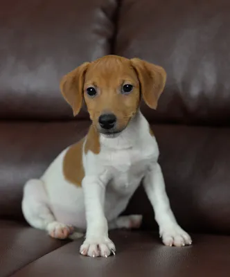 Джек рассел терьер (Jack Russell Terrier) - собака очень умная и  понятливая, отлично подойдет для детей и квартиры.