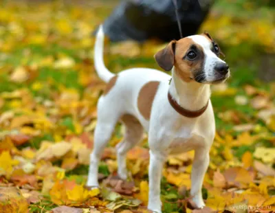 Собака породы Джек Рассел терьер найдена в Новокузнецке | Pet911.ru