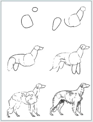 Как нарисовать собаку | Блог художника | Собаки, Рисовать, Рисование