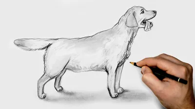 Как нарисовать Собаку. | Click Paint | Дзен
