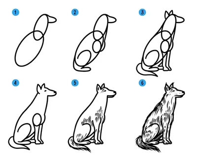 9 - 10 лет / Уроки рисования / Как нарисовать собаку (17 пород) :: Все о  детях | Собака рисунки, Собаки, Корги