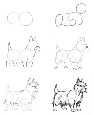 Как нарисовать собаку шаг за шагом