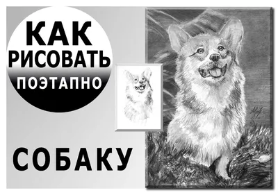 Как нарисовать собаку поэтапно карандашом | Рисунок карандашом, Уроки  рисования, Рисование