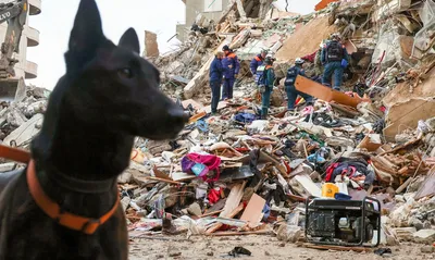 Бесценные специалисты: как работают собаки спасатели - Новости - Главное  управление МЧС России по Республике Карелия