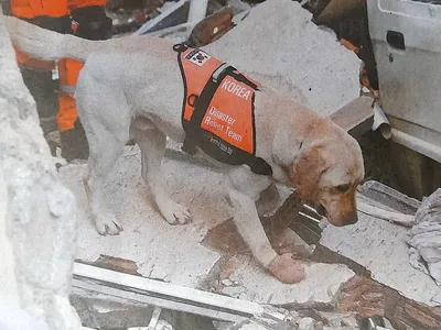 Turkish Airlines бесплатно перевезла собак-спасателей в первом классе - Pets