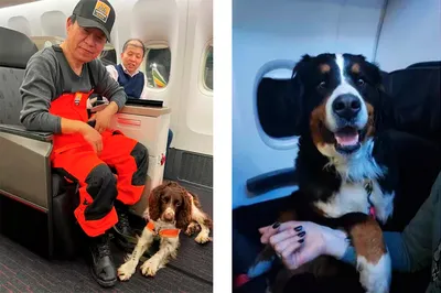 Сеть растрогала собака-спасатель, которая ищет выживших в Турции с  израненными лапами