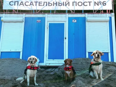 Собака казахстанских спасателей помогает доставать людей из-под завалов в  Турции