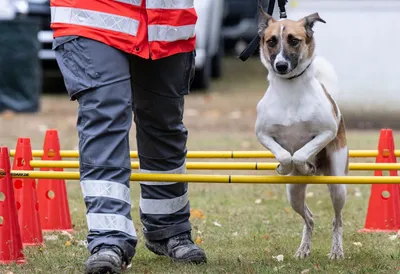 Как тренируют собак-спасателей показали в Караганде - Телеканал «Астана»