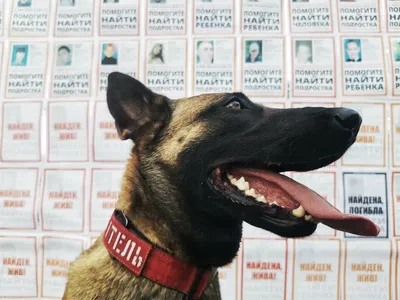 Turkish Airlines перевезла собак-спасателей «первым классом»