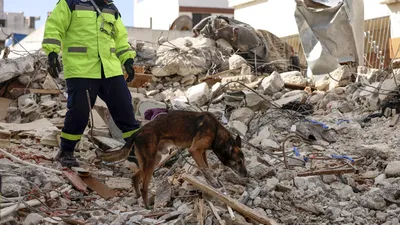 Без вести пропавшую собаку-спасателя Шельму ищут больше двух недель в  Ленобласти - KP.RU