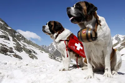 Собаки-спасатели покажут мастер-класс в «Лужниках» в Москве