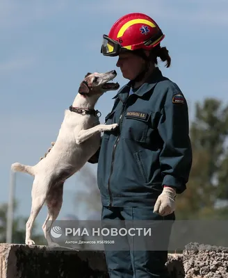 На Азовском море открыта школа по подготовке собак-спасателей на воде. -  Activdog