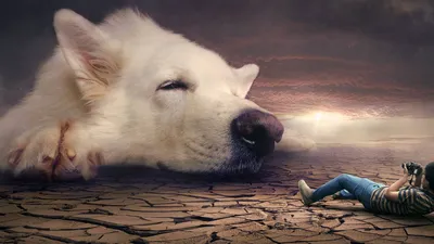 🐶Собака – друг человека. 13 самых верных пород собак | Собачье дело | Дзен