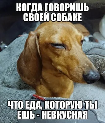 Loйер - Собака-подозревака 😑 | Facebook