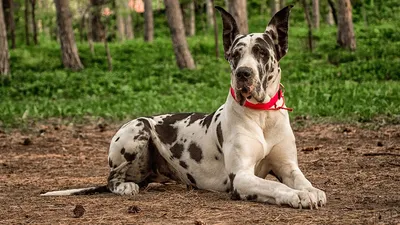 Порода собак королевский дог - 66 фото
