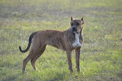 Скончался дог по имени Зевс – самая высокая в мире собака