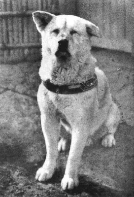 Собака из Хатико (Акита-Ину), что это за порода и кому она подойдет? + ФОТО  | КАТЕРИНА ДОГБЛОГГЕР | Дзен