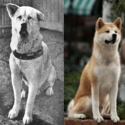Хатико - порода собаки акита-ину (фото): отличный компаньон и своенравный  друг Смотри больше http://kot-pes.com/xatiko-poroda-so… | Домашние птицы,  Акита, Акита-ину