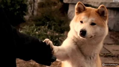 Хатико Самый верный друг / Hachiko: A Dog's Story (2009, фильм) - « Море  слёз... Бесконечная преданность четвероногого друга своему хозяину. Фильм с  потрясающе красивой музыкой..» | отзывы