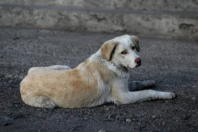 Северный Хатико: собака умершего два года назад главы в Якутии до сих пор  ждет хозяина в его кабинете - KP.RU