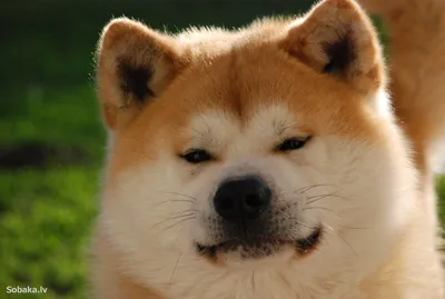 Akita Inu - Hachiko. The breed has become a symbol of loyalty and devotion!  - YouTube