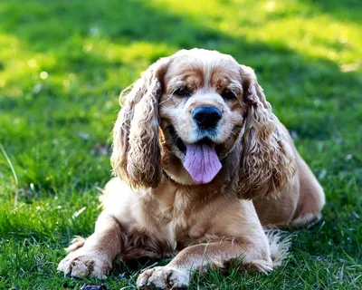 Кокер спаниель собака: фото, характер, описание породы