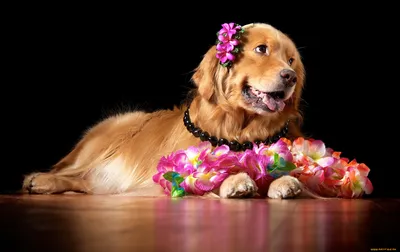 собака породы ньюфаундленд, обрамленная цветами Стоковое Изображение -  изображение насчитывающей щенок, ангстрома: 227423861